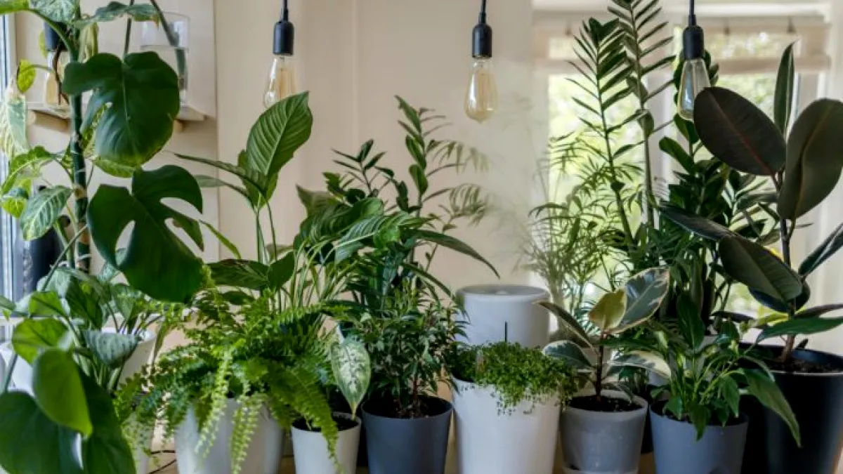 Plantele norocului în 2026. Ce flori atrag prosperitatea, liniștea și iubirea în locuință