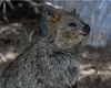 Quokka, „cel mai fericit animal din lume”, face furori pe internet