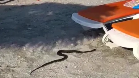 Panică pe litoralul românesc! Un șarpe a „băgat” frica în turiștii de pe o plajă din Venus