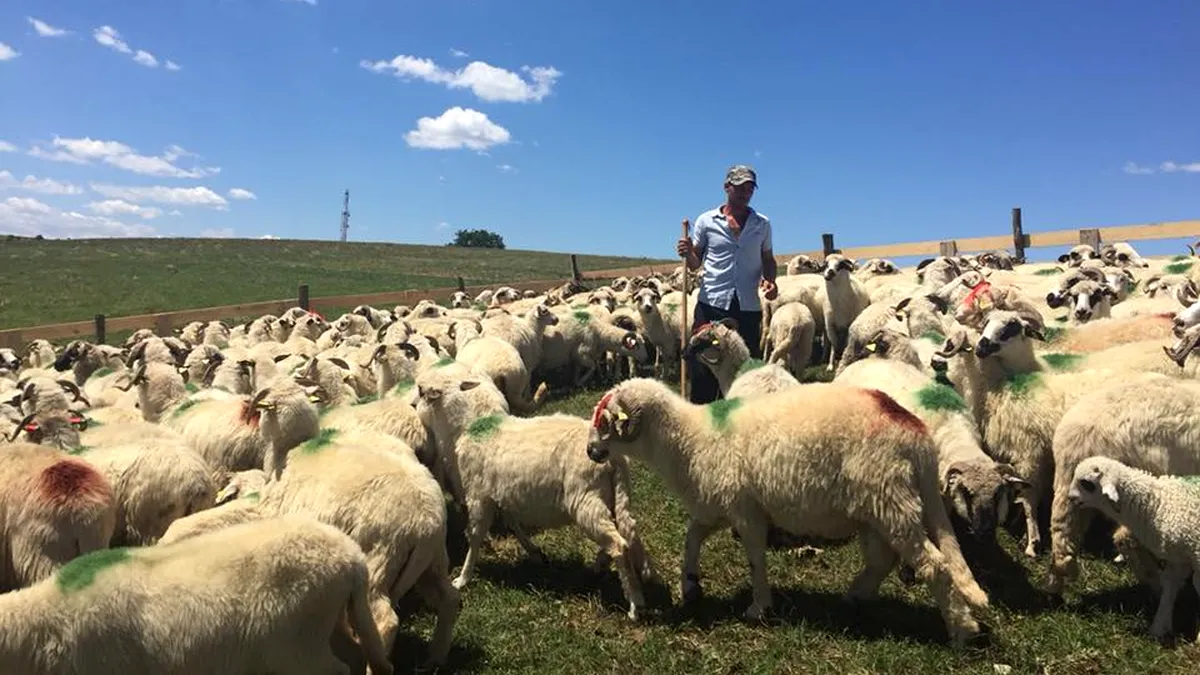 Un fermier din Teleorman se plânge că oile îi mănâncă grâul: 