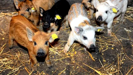 Ce ajutor primesc crescătorii de porci din rasele Bazna și Mangalița, în 2023