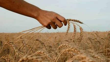 Faliment total pentru fermieri: Depozitele sunt pline de grâu adus din Ucraina cu 40 de bani/kg