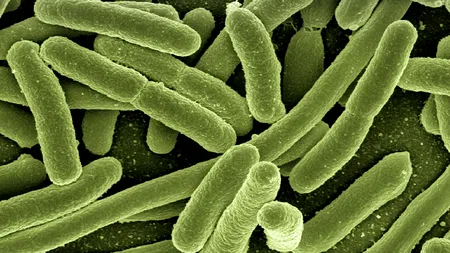 Prof. univ. dr. Cristian Gheorghe: Aproape 60% dintre cancerele gastrice sunt legate de infecția cu Helicobacter pylori