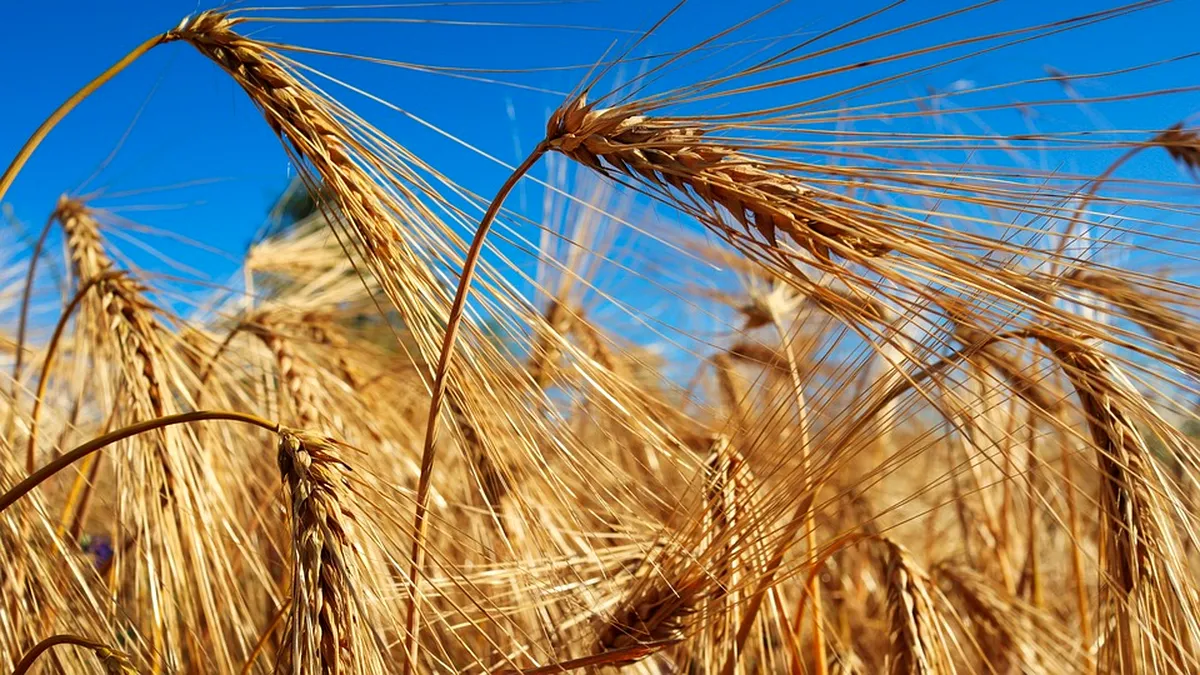 Agricultorii îi cer lui Daea banii pe care CE a uitat să-i dea: minimum 100 euro/tona de cereale