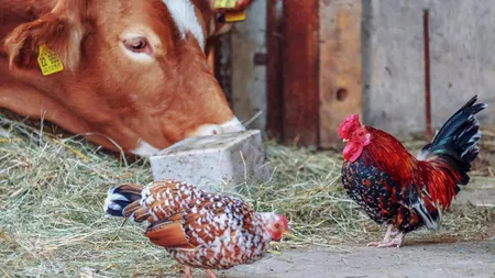 O singură mutație și gripa aviară poate deveni o amenințare pentru oameni!