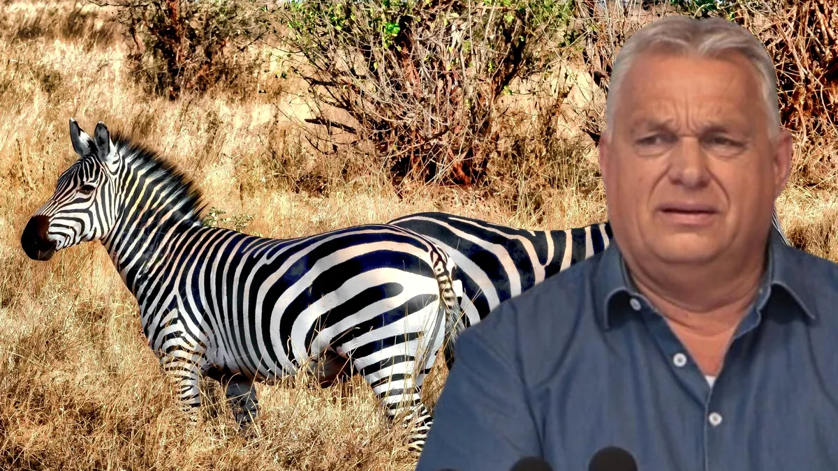 Struți, tigri și zebre: colecțiile bizare de animale ale liderilor autoritari. Orbán deschide lista