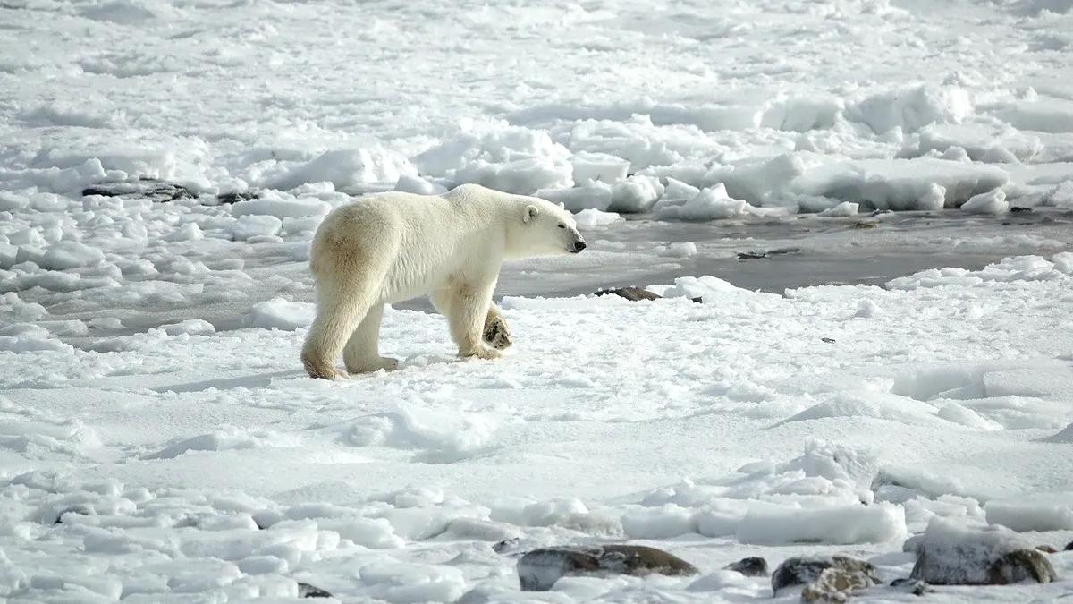 Siberia: Mai puțini urși polari ar putea să ajungă în această iarnă în satele arctice în căutare de hrană
