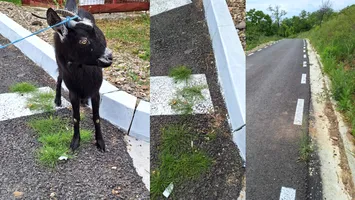Caprele și oile pasc pe asfalt în județul Buzău: Iarba crește pe drumurile proaspăt asfaltate