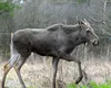 Moment istoric! Un animal celebru a revenit în pădurile României