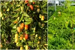 Un fruct exotic se adaptează în România și cucerește rafturile magazinelor