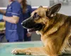 Un simptom ignorat de mulți stăpâni poate indica afecțiuni grave la animalele de companie