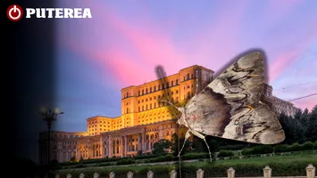 Molii sau fluturi? Ce sunt, de fapt, insectele care au cotropit blocurile din București