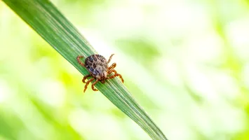 Se înmulțește numărul mușcăturilor de căpușe care dau alergie la carne