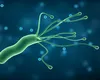 Descoperire uluitoare: o formă microscopică de viață încalcă regulile geneticii