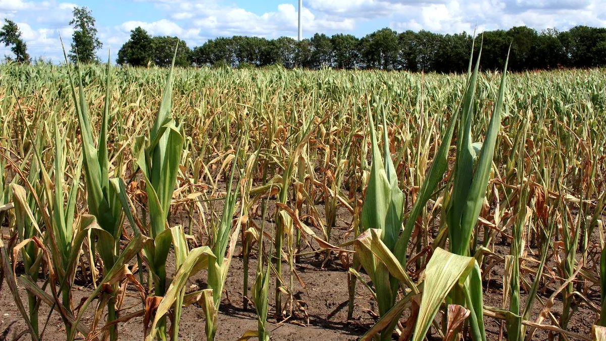 Culturile care vor fi calamitate 100% în lipsa apei. Specialiștii Direcției Agricole au început centralizarea datelor