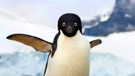 Pinguinii au un tipar de vorbire similar cu cel al oamenilor