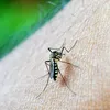 Febra denga, o nouă amenințare globală, avertizează OMS