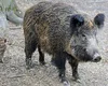 Mistreț la plimbare în parc. Mesaj RO-Alert lângă București