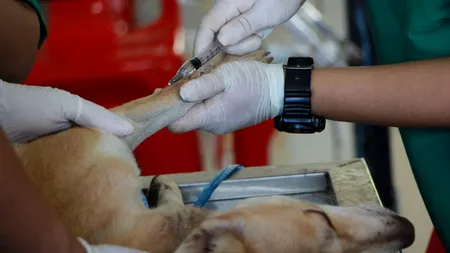 S-a ales praful de cabinetele veterinare din portofoliul statului: Multe nu mai există decât pe hărtie