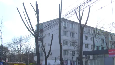 După ce sute de tei au fost „hăcuiți” degeaba, Primăria Galați a cumpărat un tomograf pentru copaci