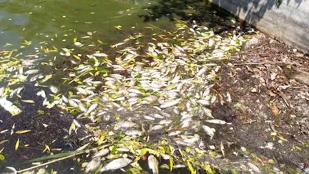 Sute de pești morți din cauza căldurii la Iași