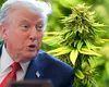 Trump o dă pe ”fumat”: reclasificarea marijuanei și mica ipocrizie utilă a Americii