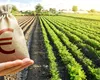 Tensiuni la nivel european. Înarmarea istorică a continentului se va face și din banii fermierilor?