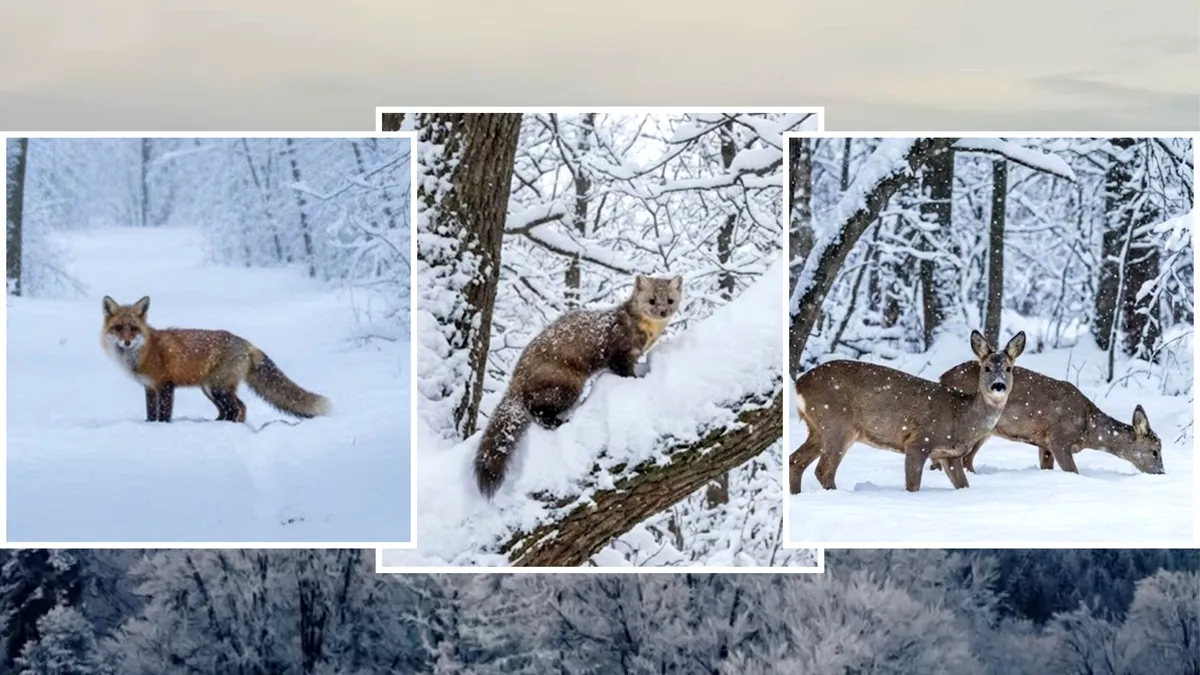 Fauna sălbatică, surprinsă de Romsilva, în zone greu accesibile din pădurile României (FOTO)