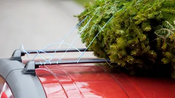 Ce spune legea despre transportul bradului de Crăciun. Amenzi usturătoare pentru șoferi
