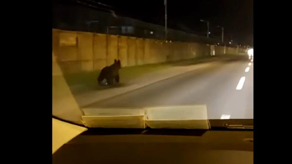Alertă în Ploiești! A fost zărit un urs pe străzi