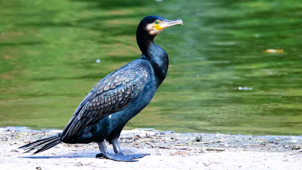 DELTA SĂLBATICĂ Tulcea: Cormoranii, păsările care garantează durabilitatea pescuitului în Deltă
