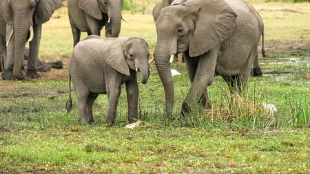 12 elefanți captivi la circ au fost eliberați într-o rezervație din Florida
