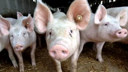 Focar de pestă porcină în Sectorul 6. Măsurile care se impun