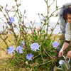 De ce nu ar trebui să smulgi această buruiană din grădină. Rădăcina ei are o utilizare recunoscută la nivel european
