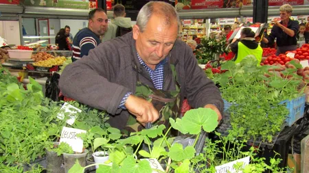 Vremea răsadurilor de legume: prețuri bune, ofertă bogată, sfaturi pe gratis