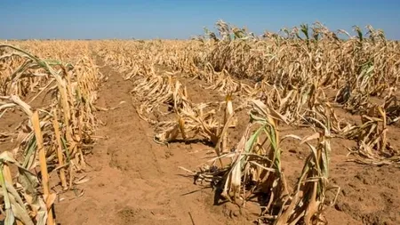 Despăgubirile pentru culturile afectate de secetă vor ajunge la fermieri după 15 noiembrie