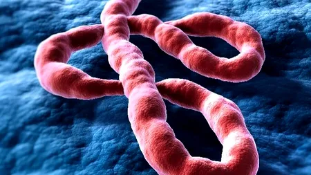 Oamenii de știință testează un nou medicament oral împotriva virusului Ebola: rezultate promițătoare