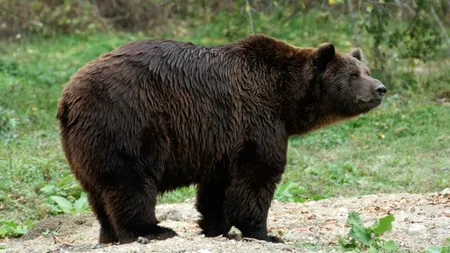 Urșii României, o problemă-dilemă a autorităților