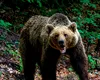 Cioban din Azuga rănit grav de o petardă în timp ce încerca să alunge un urs