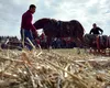 Neconvenţional: O primărie oferă ca mare premiu un cal, la o tombolă de ziua localităţii