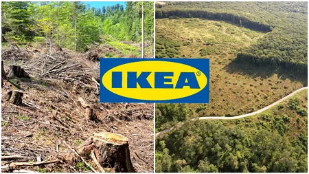 ”IKEA- vânătorul de arbori”. Un nou raport devastator privind tăierile ilegale de păduri din România ale gigantului suedez de mobilă