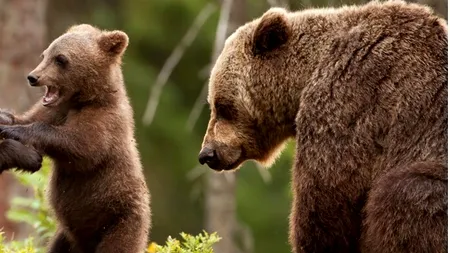 Pentru cine votăm, până la urmă: și pentru fauna României, cu speciile sale emblematice, rare sau unice! (VIDEO)