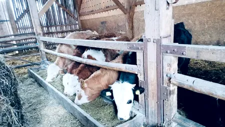 “Vaca de lapte nu trebuie să ajungă la abator”, spune Daea. Ce forme de sprijin vor veni prin PNS
