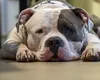 Un pitbull şi-a împuşcat stăpânul în picior