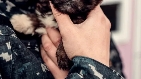 Proiect de lege: Câți ani de închisoare pot face cei care ucid sau chinuie animale