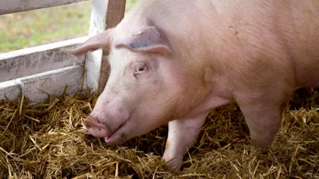 Ministerul Agriculturii: Voucher pentru crescătorii de porci