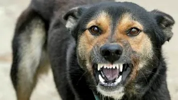 Bărbat ucis de rabie după ce a fost mușcat de un câine vagabond. Alertă maximă