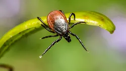 Planta care alungă căpușele din curte. Ce ar trebui să ai neapărat în grădină ca să scapi de musafirii nepoftiți