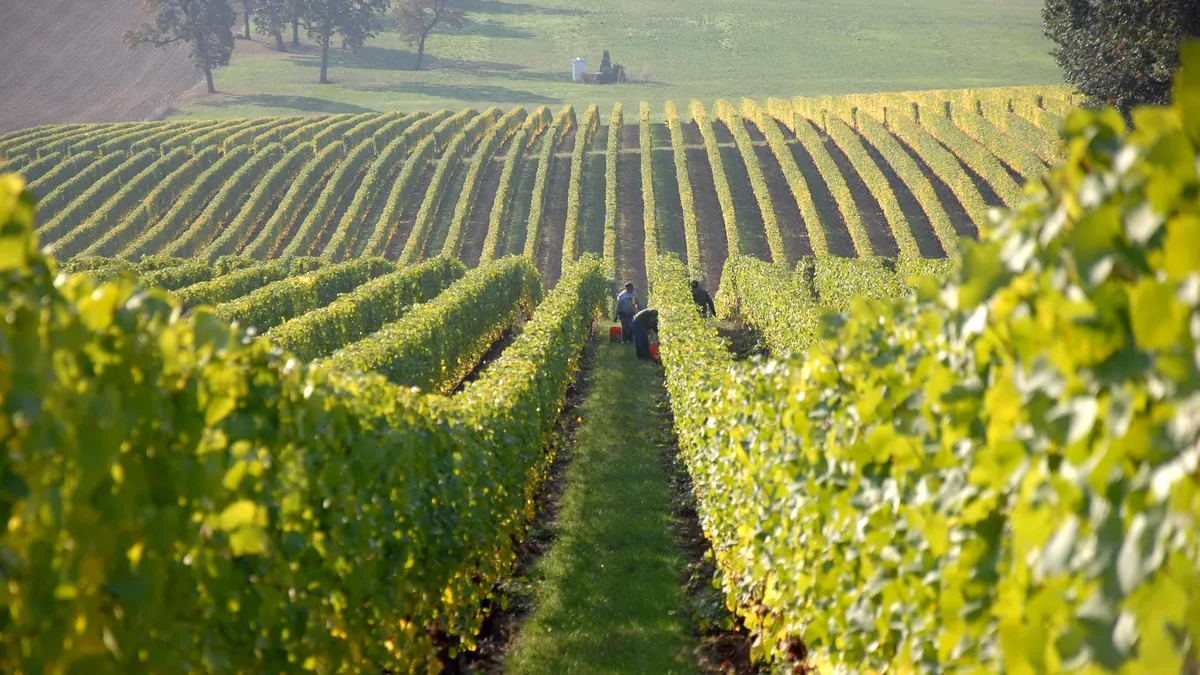 MADR modifică termenele de sprijin financiar pentru fermierii din sectorul vitivinicol
