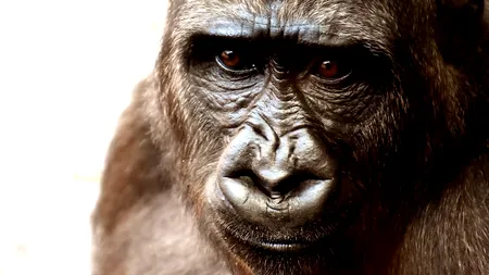 Un nou virus transmis de animale face victime! Cât de grav este acesta